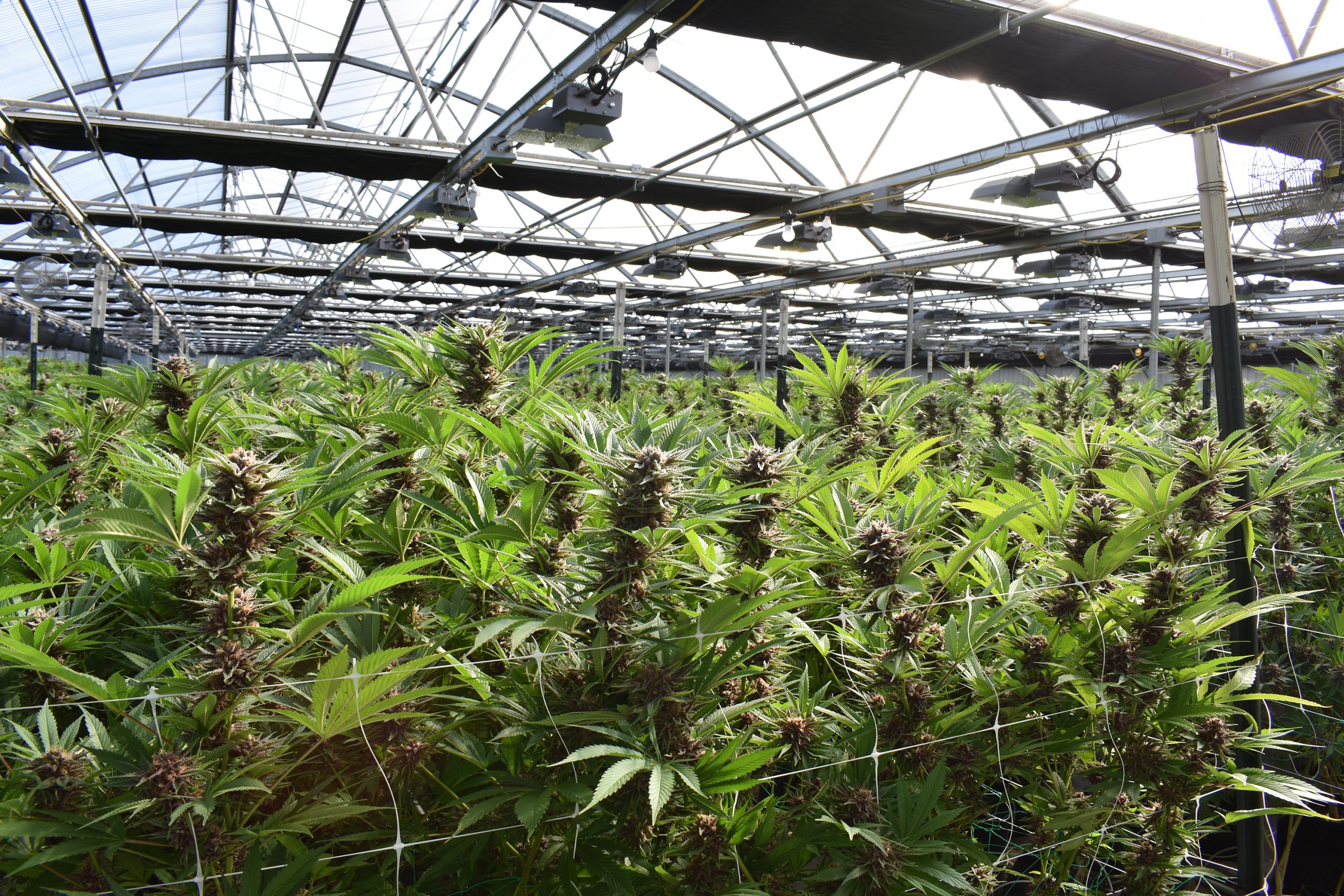 Commercial Cannabis Grow Facility